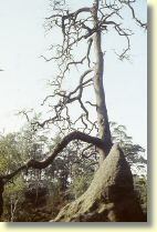 File1601.jpg