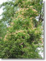 134-3428_IMG.JPG