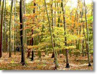 Wald-aq.jpg