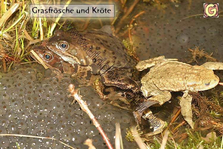 192_9233-grasfroesche-u-kro.jpg