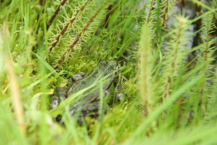 Frosch1.jpg