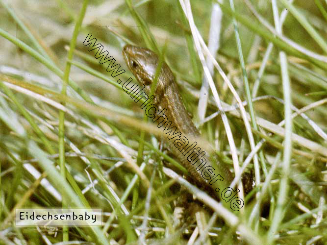 eidechsenbaby.jpg