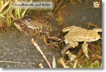 192_9233-grasfroesche-u-kro.jpg