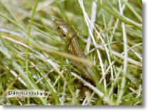eidechsenbaby.jpg