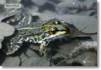 wasserfrosch.jpg