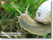 weinbergschnecke.jpg