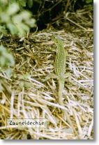 zauneidechse1.jpg