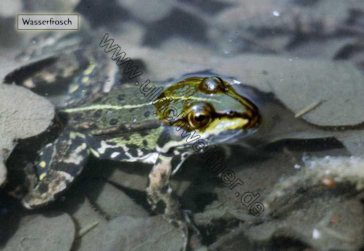 wasserfrosch.jpg
