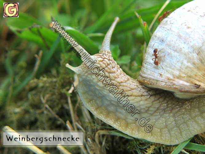 weinbergschnecke.jpg