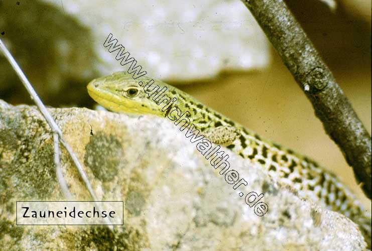 zauneidechse.jpg