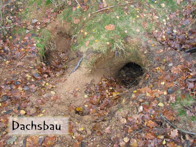 dachsbau2.JPG