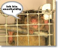 maus-in-falle2.jpg