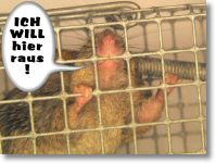 maus-in-falle3.jpg