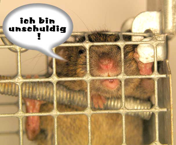 maus-in-falle2.jpg