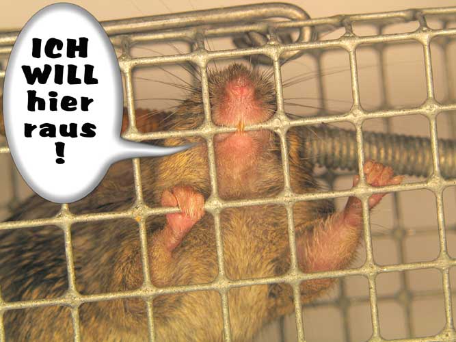 maus-in-falle3.jpg