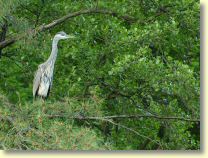 2008-06-06-8039-B.jpg