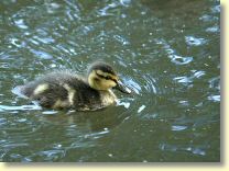2004-06-28-201_0136-B1.jpg