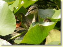 2005-07-18-2972-B1.jpg
