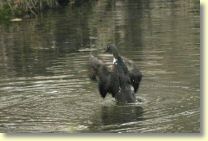 2006-04-22-3648-B1.jpg
