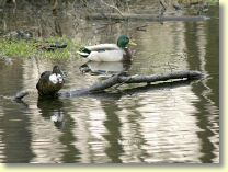 2006-04-22-3652-B1.jpg