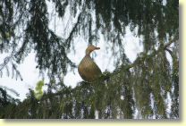 2006-05-08-37771.jpg