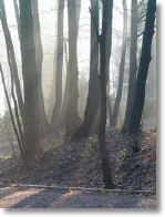 fruehnebel1.jpg