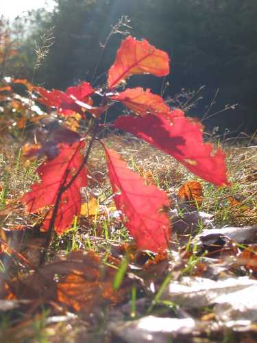 107-0794_IMG.JPG