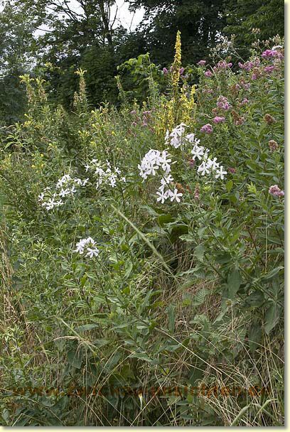 2010-07-18-CRW_1929.jpg