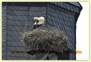 2010-06-21-CRW_1405-B-A.jpg