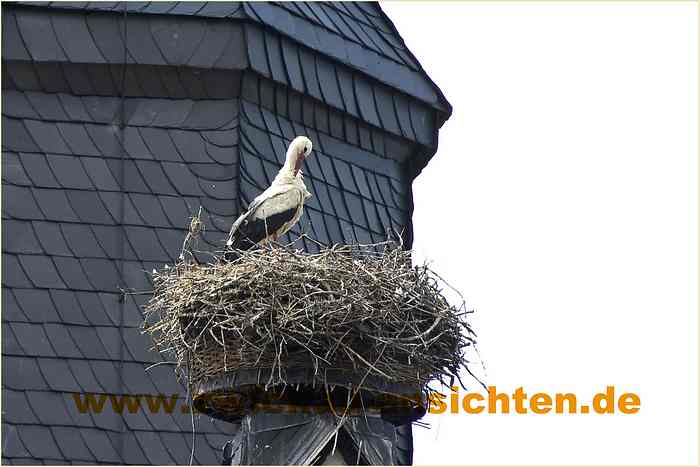 2010-06-21-CRW_1406-A.jpg