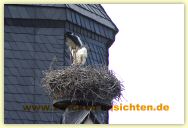 2010-06-21-CRW_1407-B-A.jpg