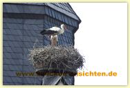 2010-06-21-CRW_1408-A.jpg