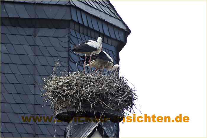 2010-06-21-CRW_1409-A.jpg