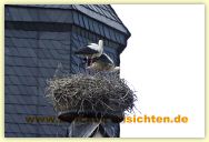 2010-06-21-CRW_1409-A.jpg