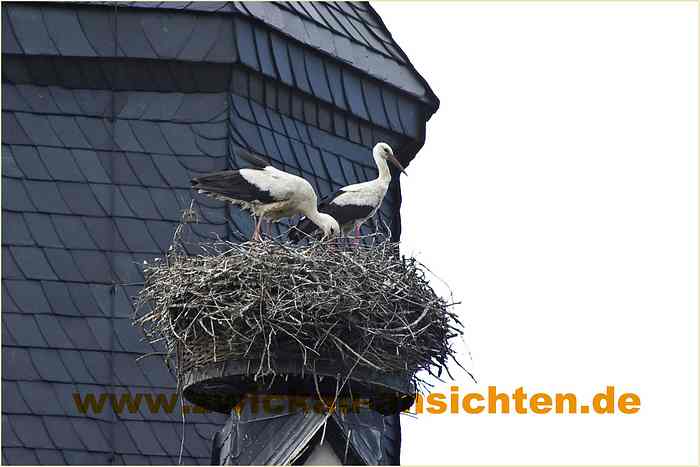 2010-06-21-CRW_1410-A.jpg