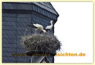 2010-06-21-CRW_1410-A.jpg