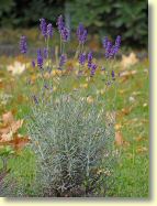 2012-10-15-DSC01371.jpg