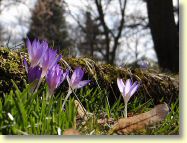 2013-04-08-DSC02268.jpg