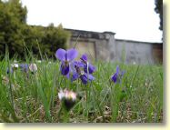 2013-04-19-DSC02459.jpg