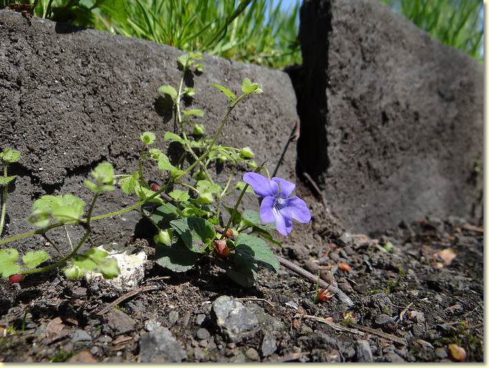 2013-05-06-DSC02812.jpg