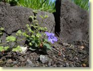 2013-05-06-DSC02812.jpg