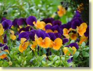2013-05-13-DSC02957.jpg