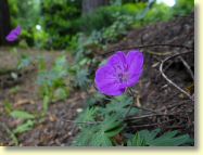 2013-06-17-DSC03433.jpg