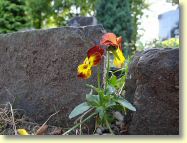 2013-07-15-DSC03801.jpg