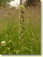 2009-07-12-9953-B.jpg