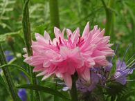 2017-07-14-DSC08826.jpg