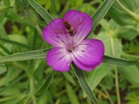 2017-07-14-DSC08828.jpg