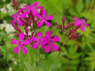 2017-07-14-DSC08829.jpg
